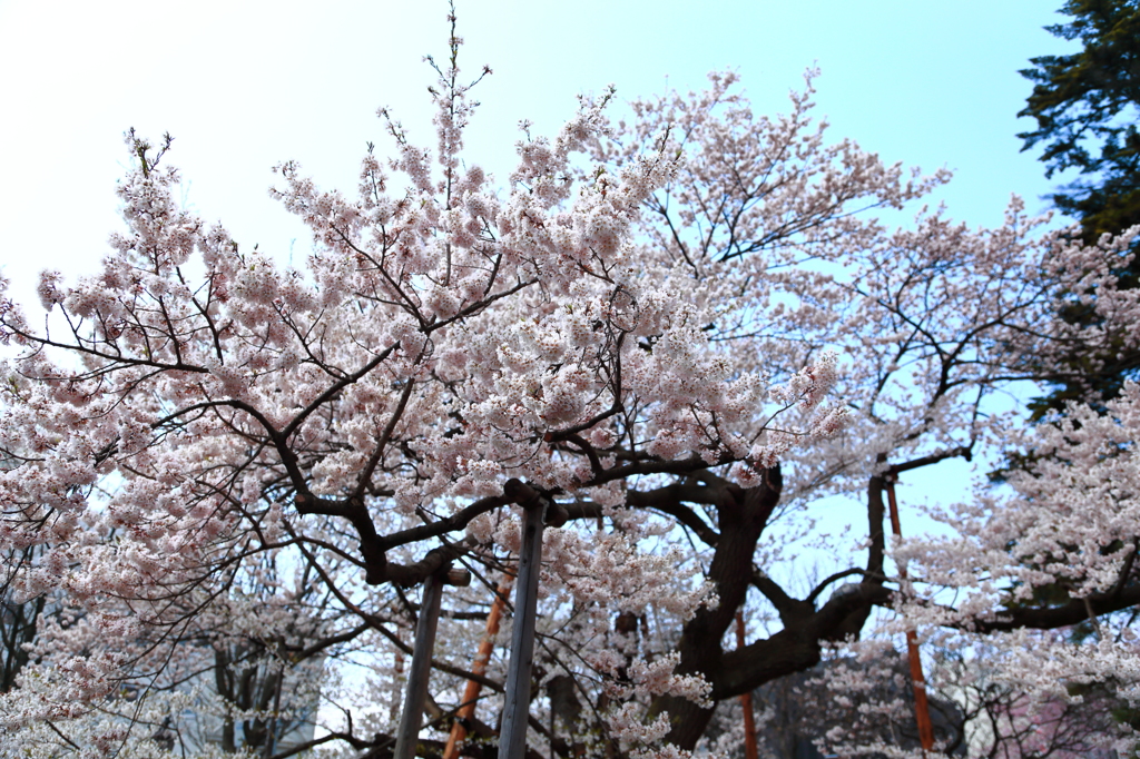 盛岡市・石割桜