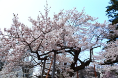 盛岡市・石割桜 盛岡市・石割桜