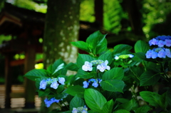 Hydrangea XXII