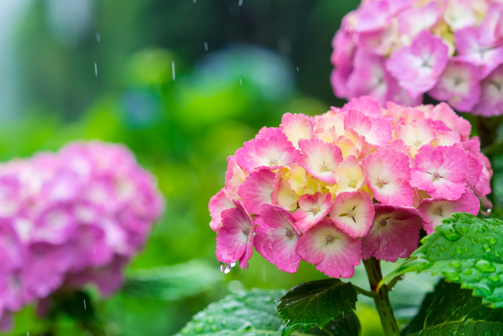 雨の箱根 VI