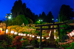 夜の天王つつじ