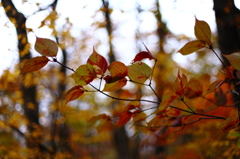 紅葉の奥入瀬渓流 61