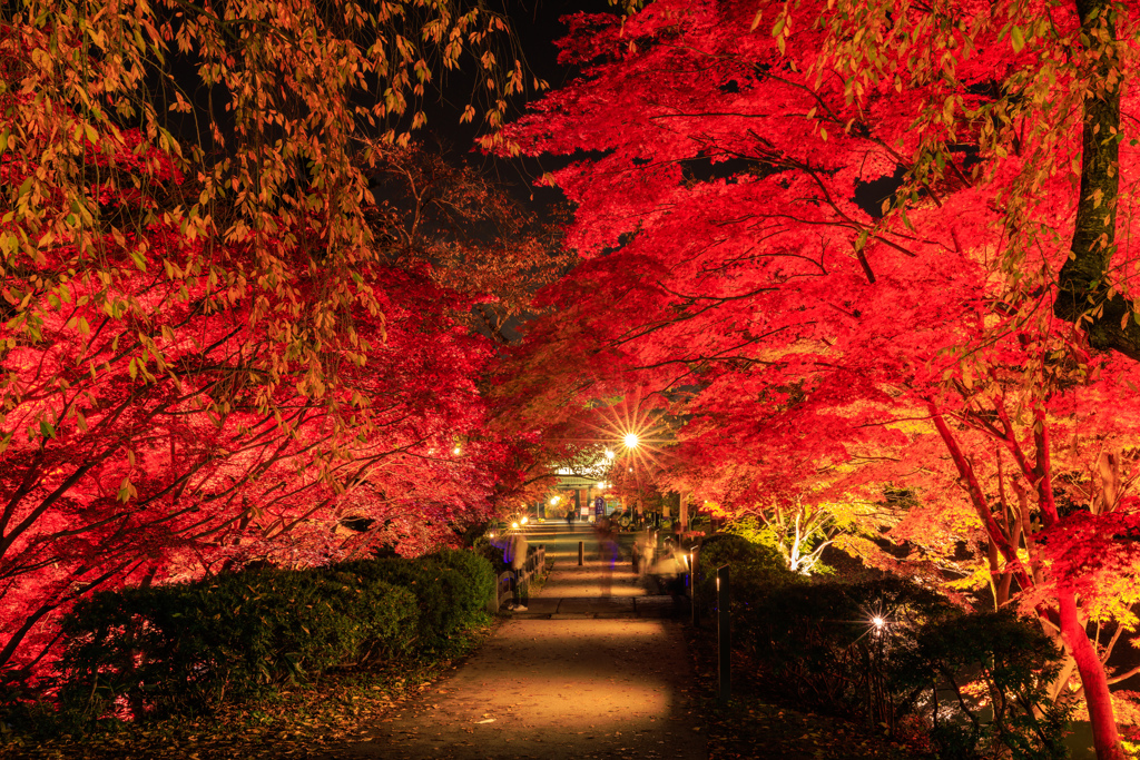 弘前公園の秋2022 IV
