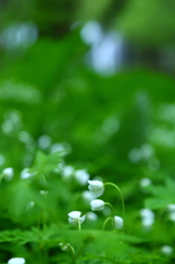 雨の奥入瀬 VIII