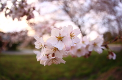 道端桜 VIII