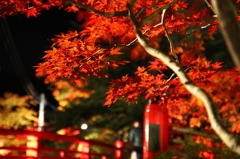 中野もみじ山・夜紅葉