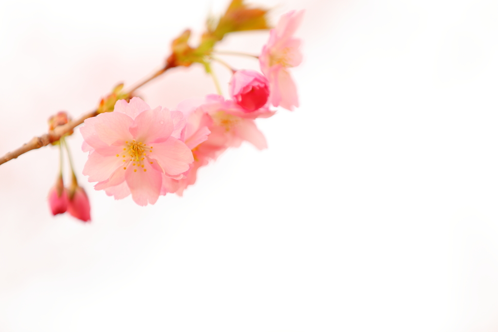 夕暮れの八重桜