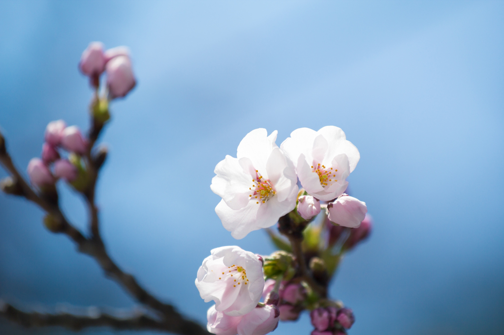 弘前公園外堀の桜