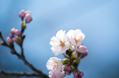 弘前公園外堀の桜