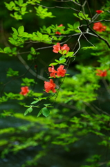 R. kaempferi III