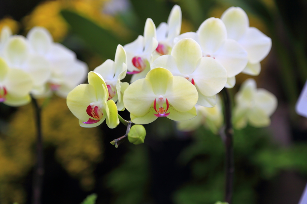 夜越山森林公園洋ランまつり