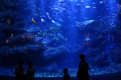 どの魚が美味しいの？