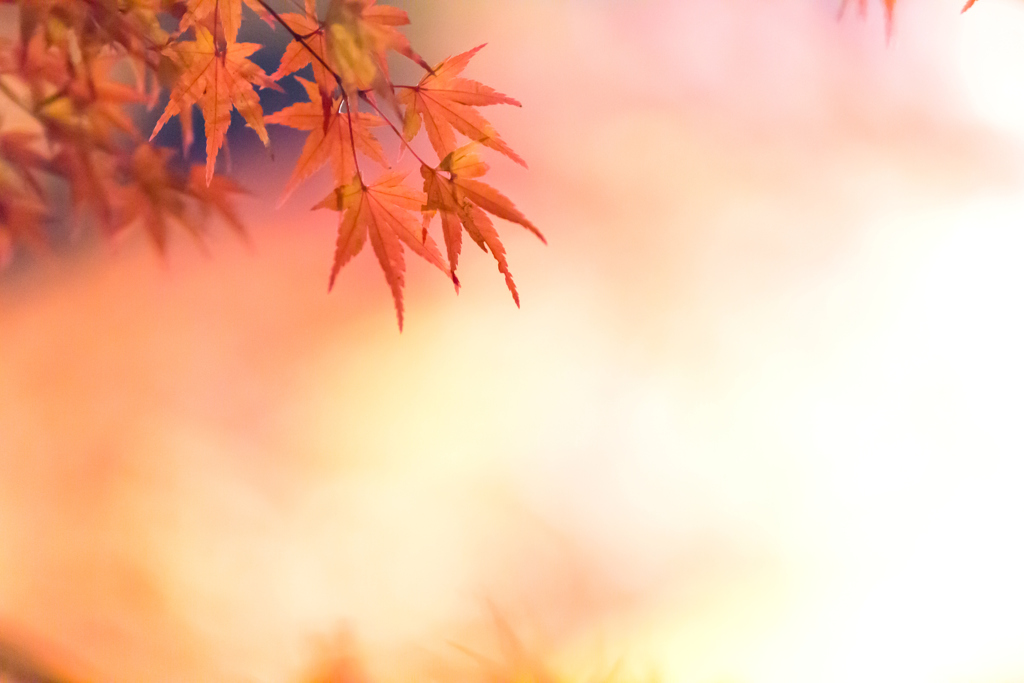 もみじ山の紅葉 VIII