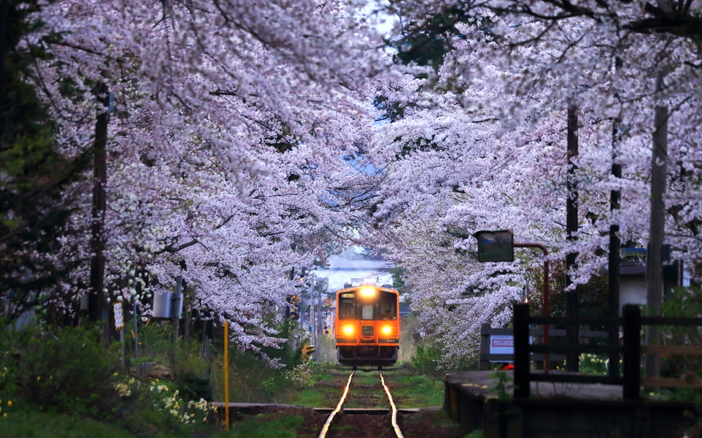 幻想風景 -桜トンネル-