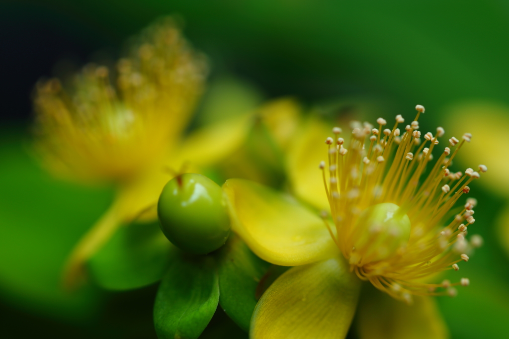 Flowers near IX