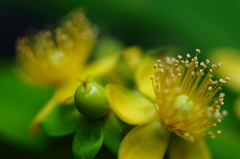 Flowers near IX