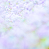 鎌倉の雪