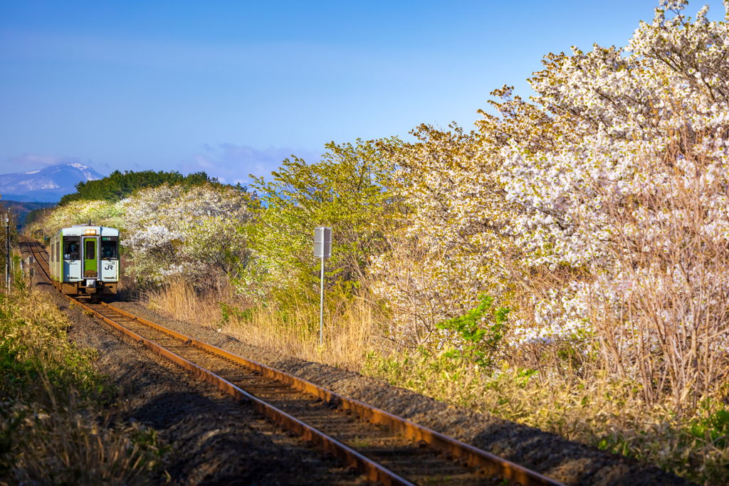 夜明けの山桜街道