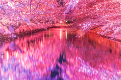 冬桜