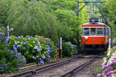 初夏の箱根 IV