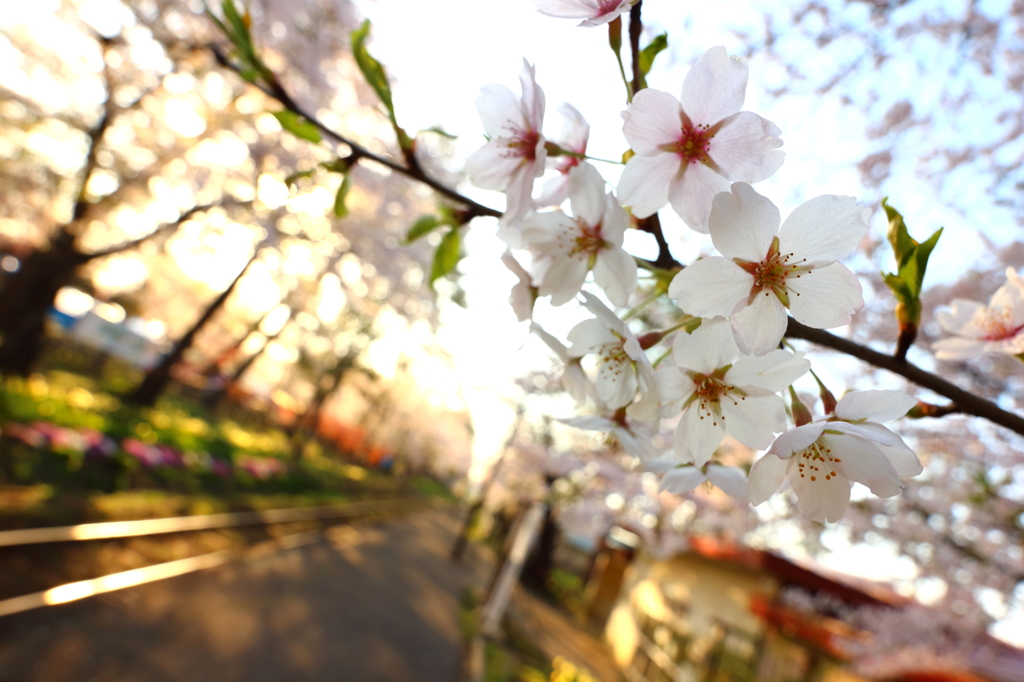 桜の駅 III