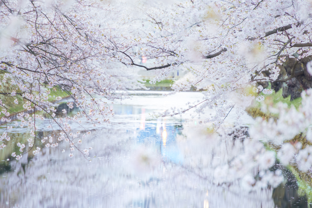 夢想桜