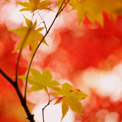 名もなき・・・IV