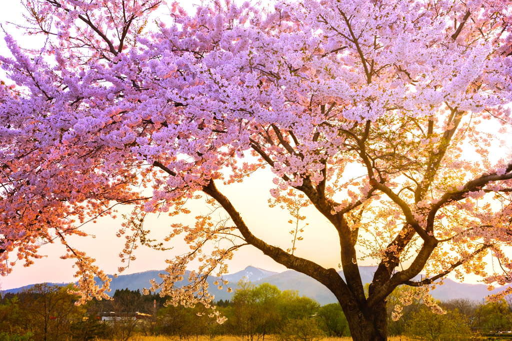 夕陽煌めく桜