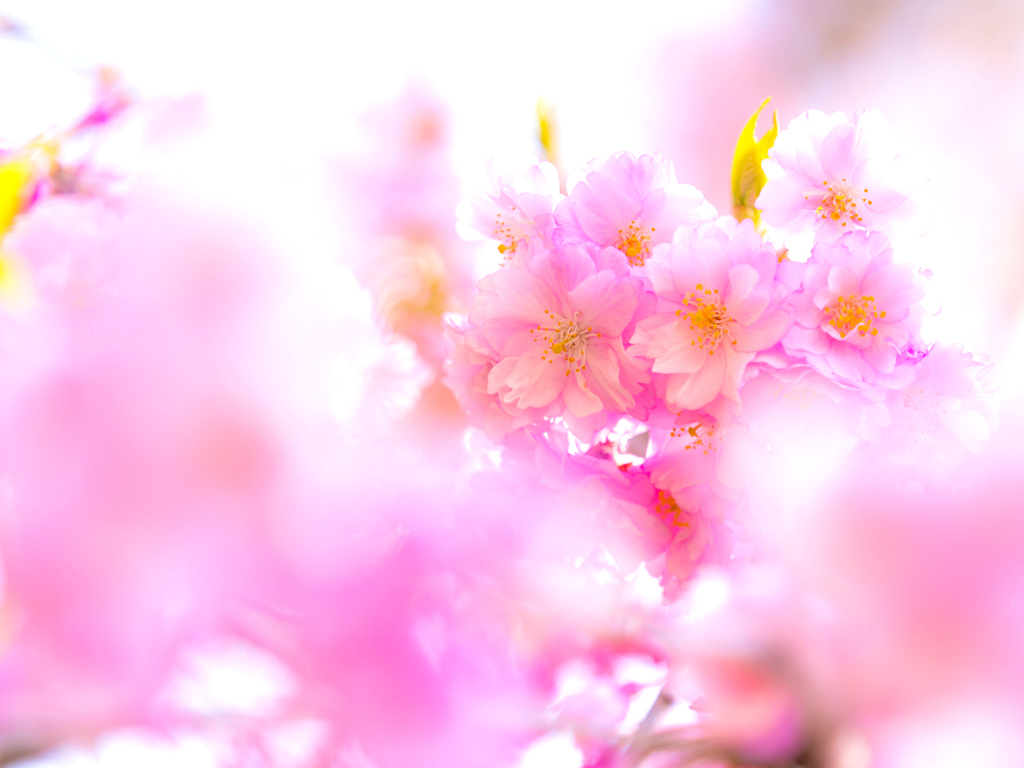 盛岡・朝桜 XIII