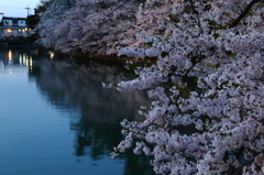 満開な西濠 満開な西濠