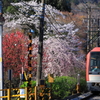 春の箱根 II