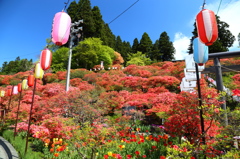 天王神社のつつじまつり