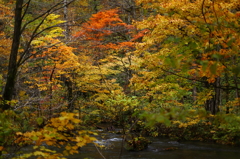 紅葉の奥入瀬渓流 23