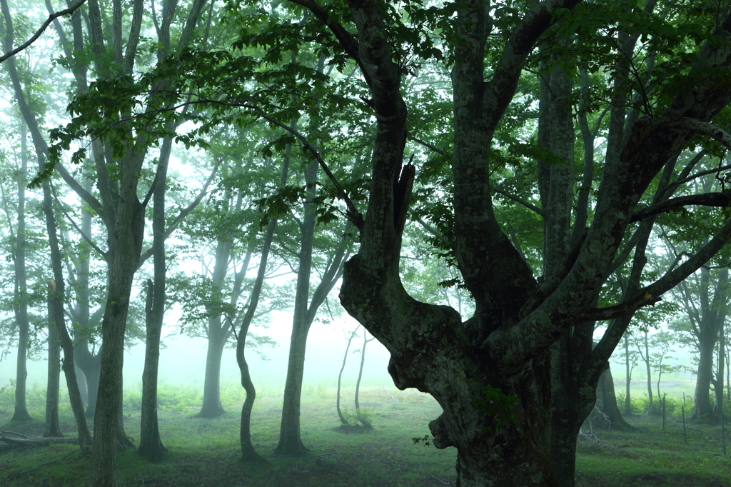 Forest of fog VI