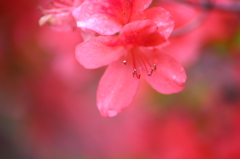 雨上がりのつつじ
