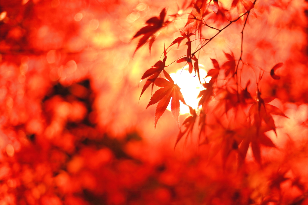 照紅葉