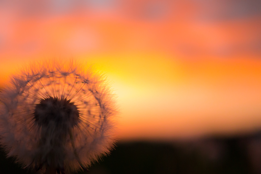 夕日の中のタンポポ