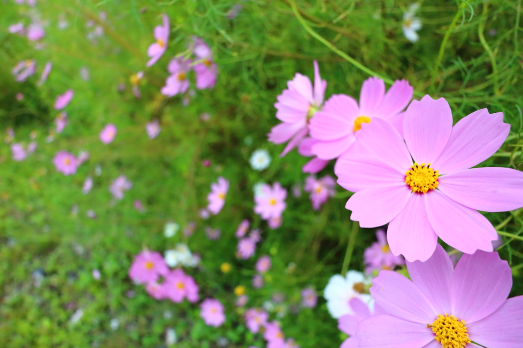 Flower garden I