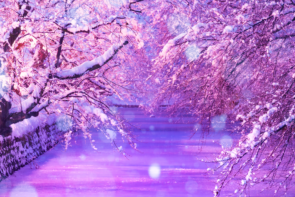 冬の幻想桜