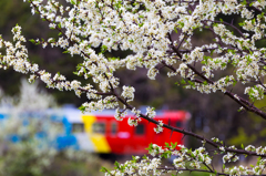 山桜とまさかり