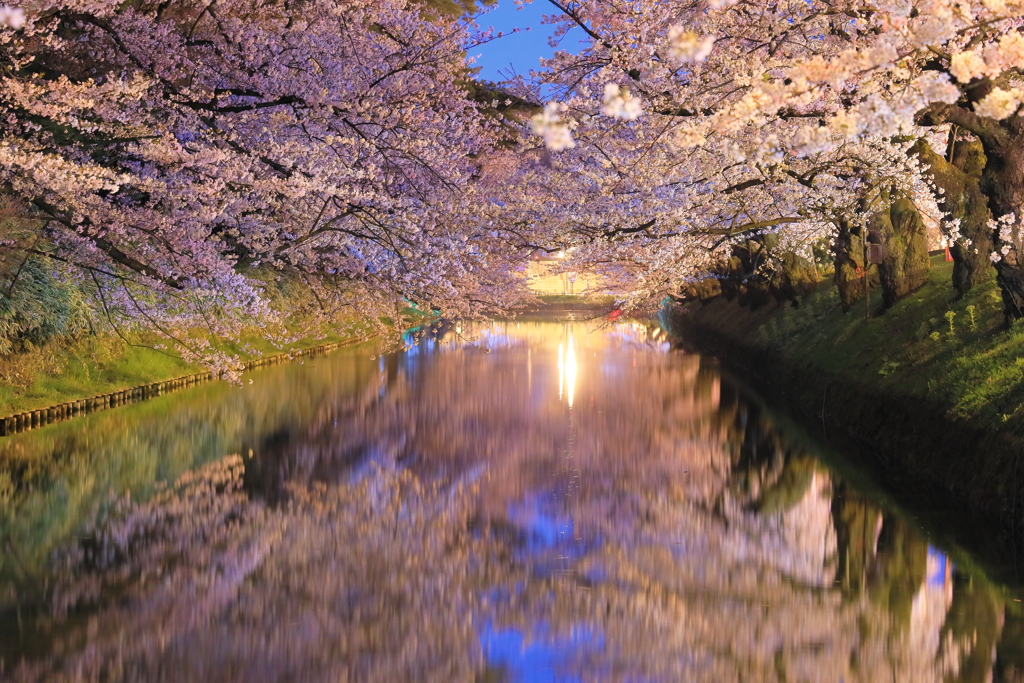 夜終桜 I