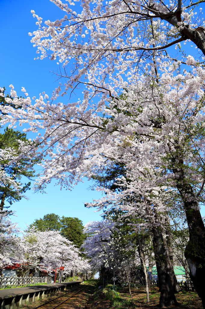 桜の駅 I