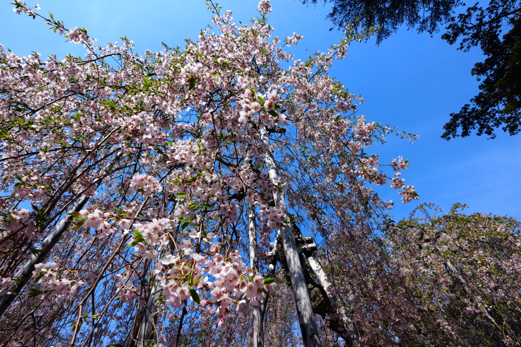西光寺しだれ桜 I
