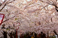 桜天井