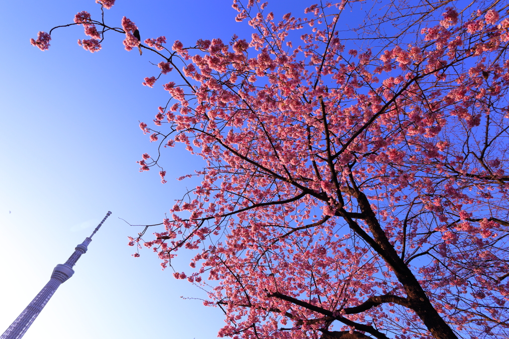 桜ツリー II