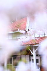 津鉄の桜 I