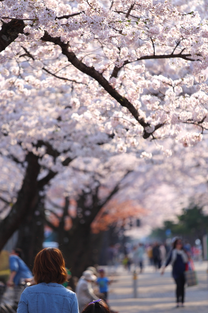 十和田の桜 II