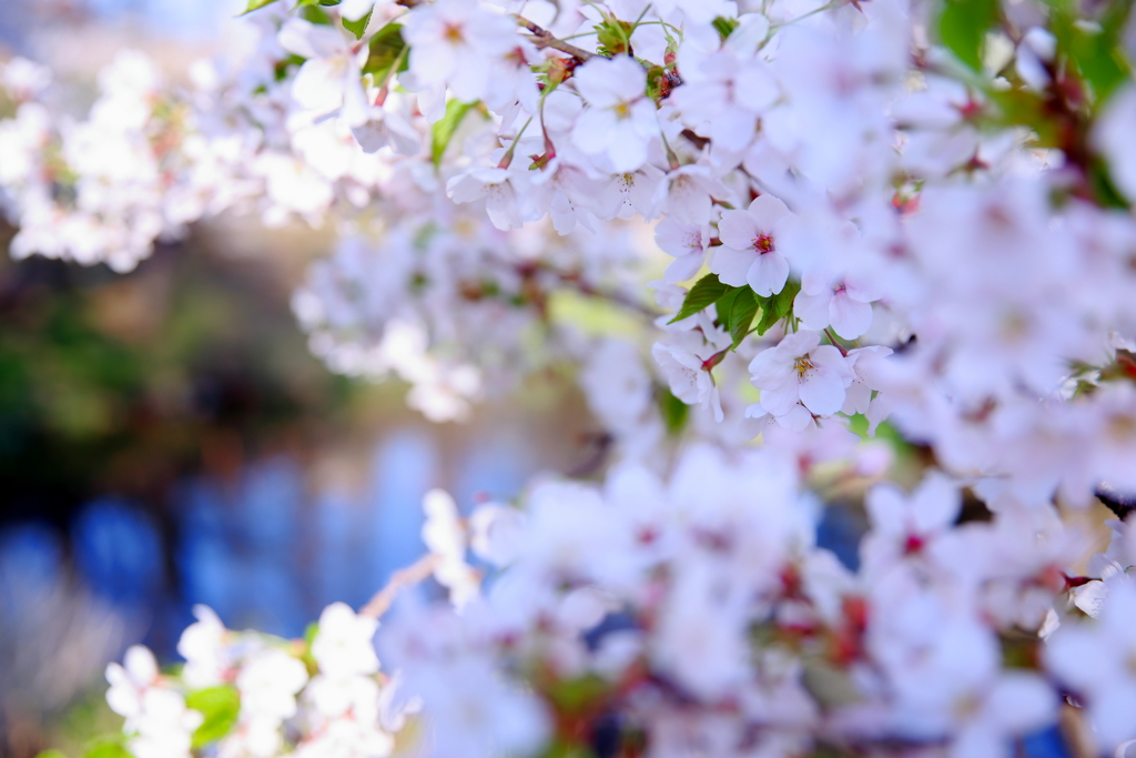 桜前線北上中 XIII