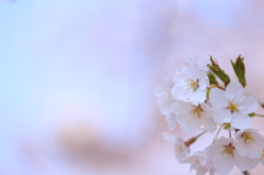 夜越山の桜 II