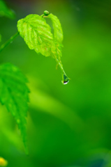 雨上がり I